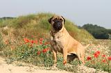 BULLMASTIFF 196